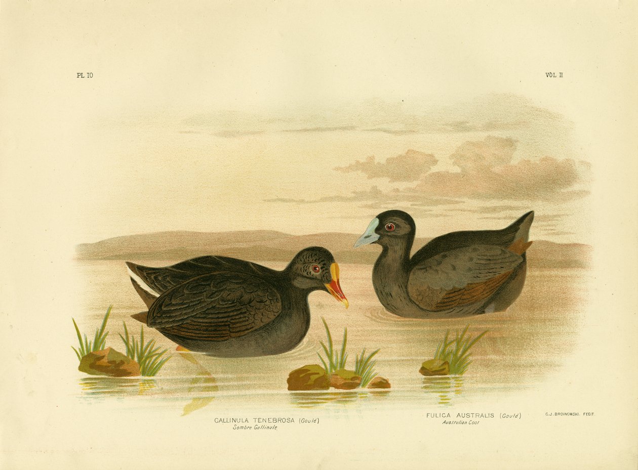 Sombre Gallinule nebo Dusky Moorhen, 1891 od Gracius Broinowski