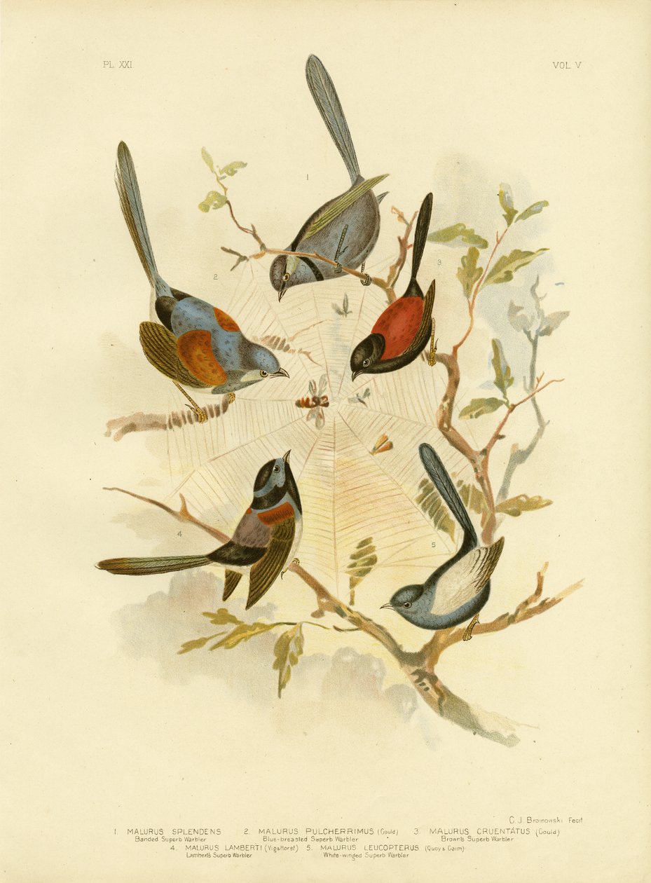 Splendid Fairywren, 1891 od Gracius Broinowski