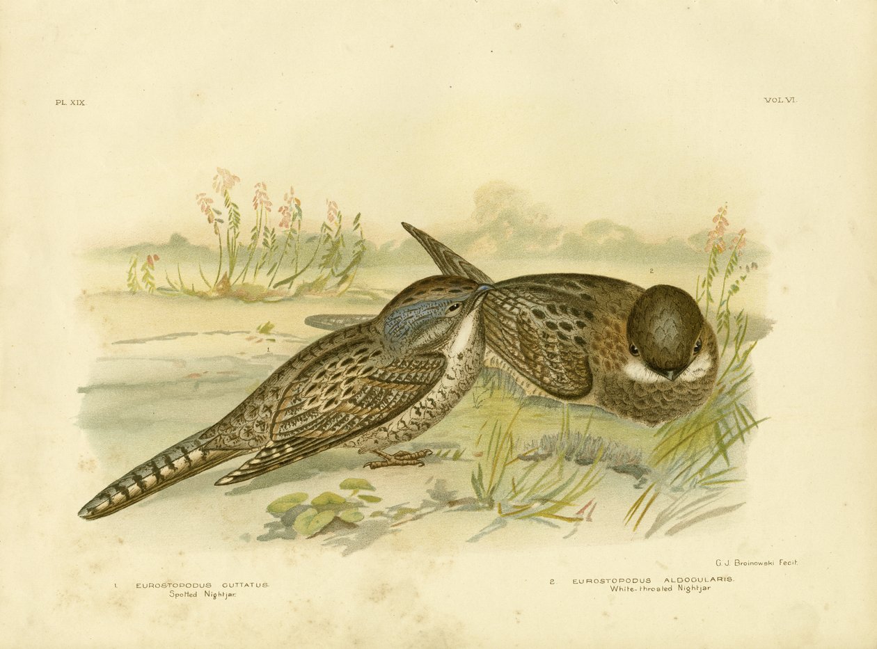 Skvrnitý Nightjar, 1891 od Gracius Broinowski
