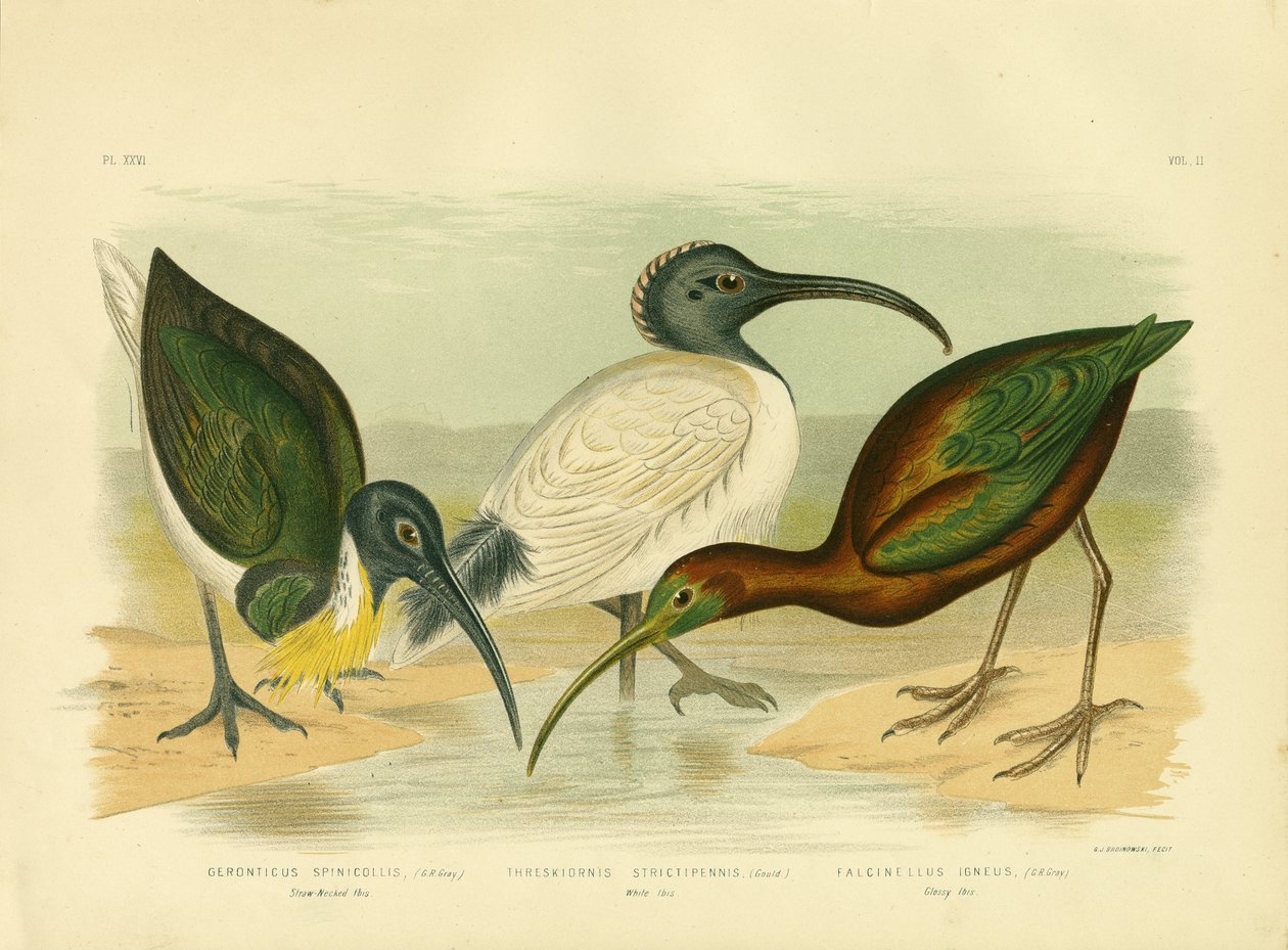 Ibis slaměný, 1891 od Gracius Broinowski