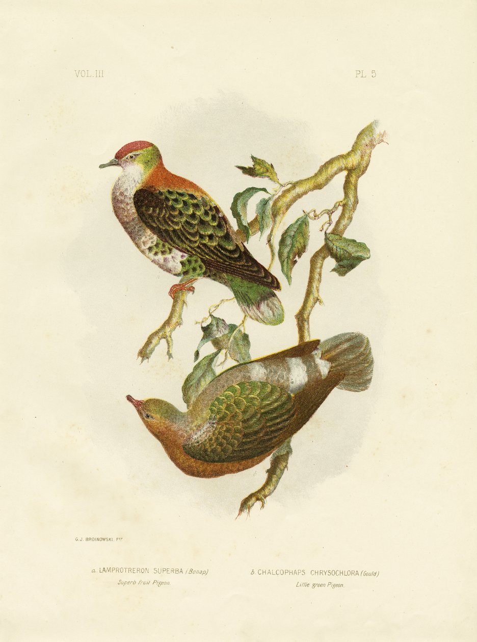 Vynikající ovocný holub, 1891 od Gracius Broinowski