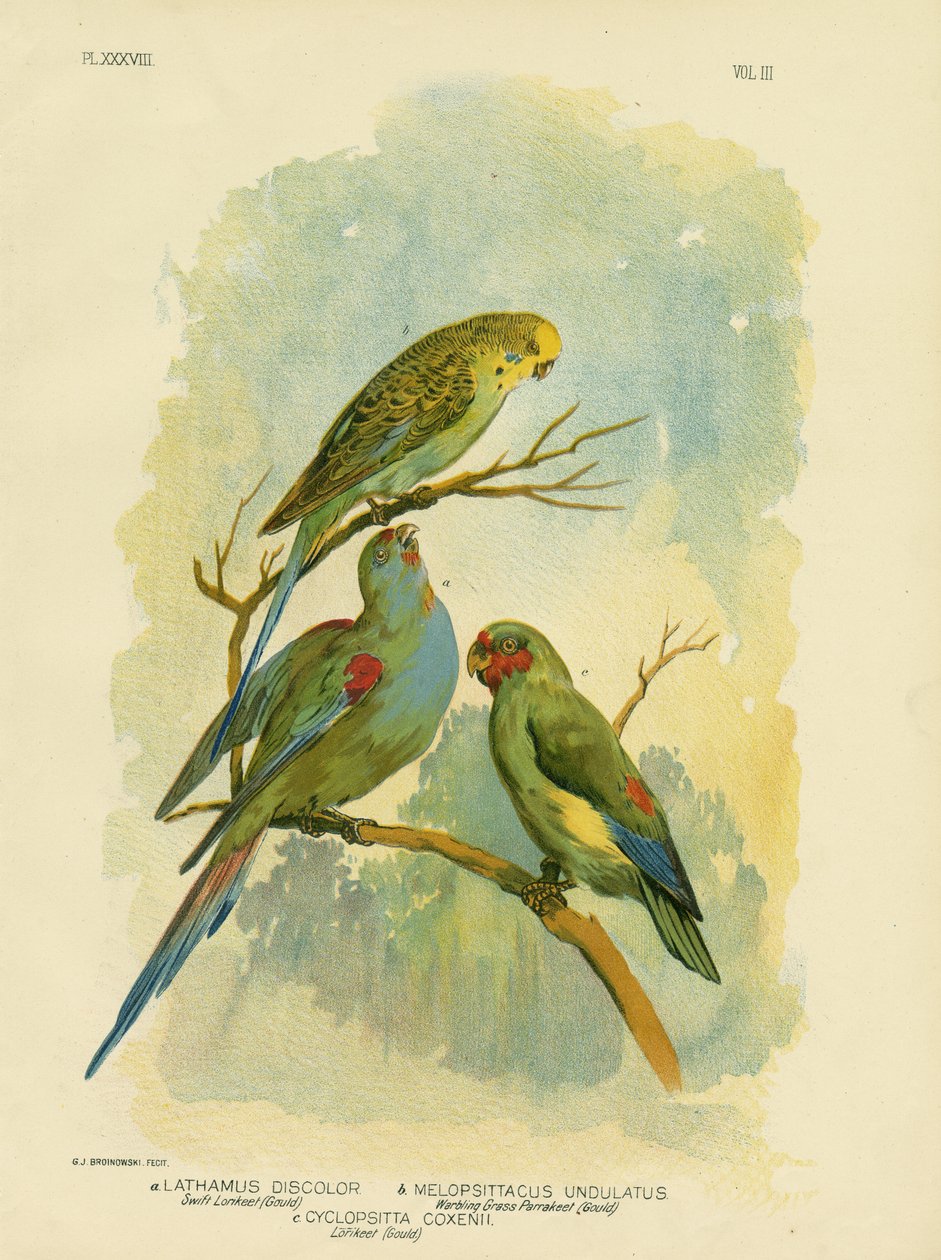 Swift Lorikeet, 1891 od Gracius Broinowski