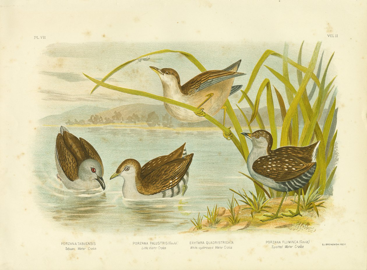 Tabuan Water Crake Or Saoty Crake, 1891 od Gracius Broinowski
