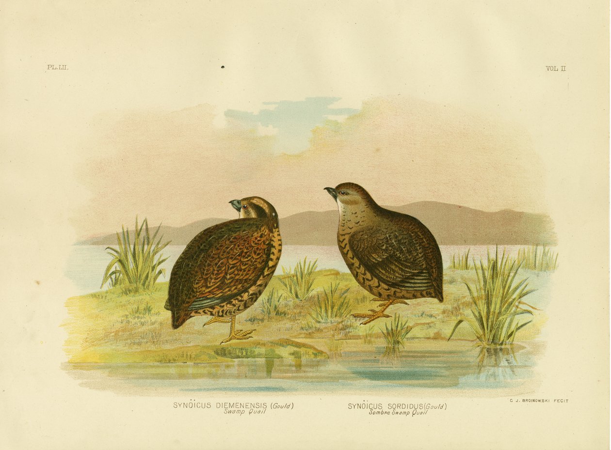 Tasmánská bažinatá křepelka, 1891 od Gracius Broinowski