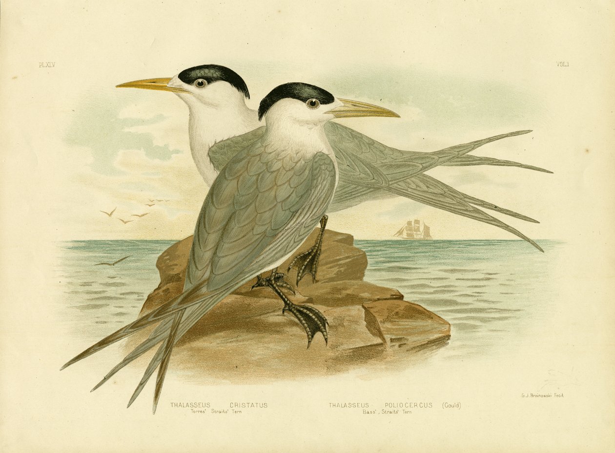 Rybák Torres Straits, 1891 od Gracius Broinowski