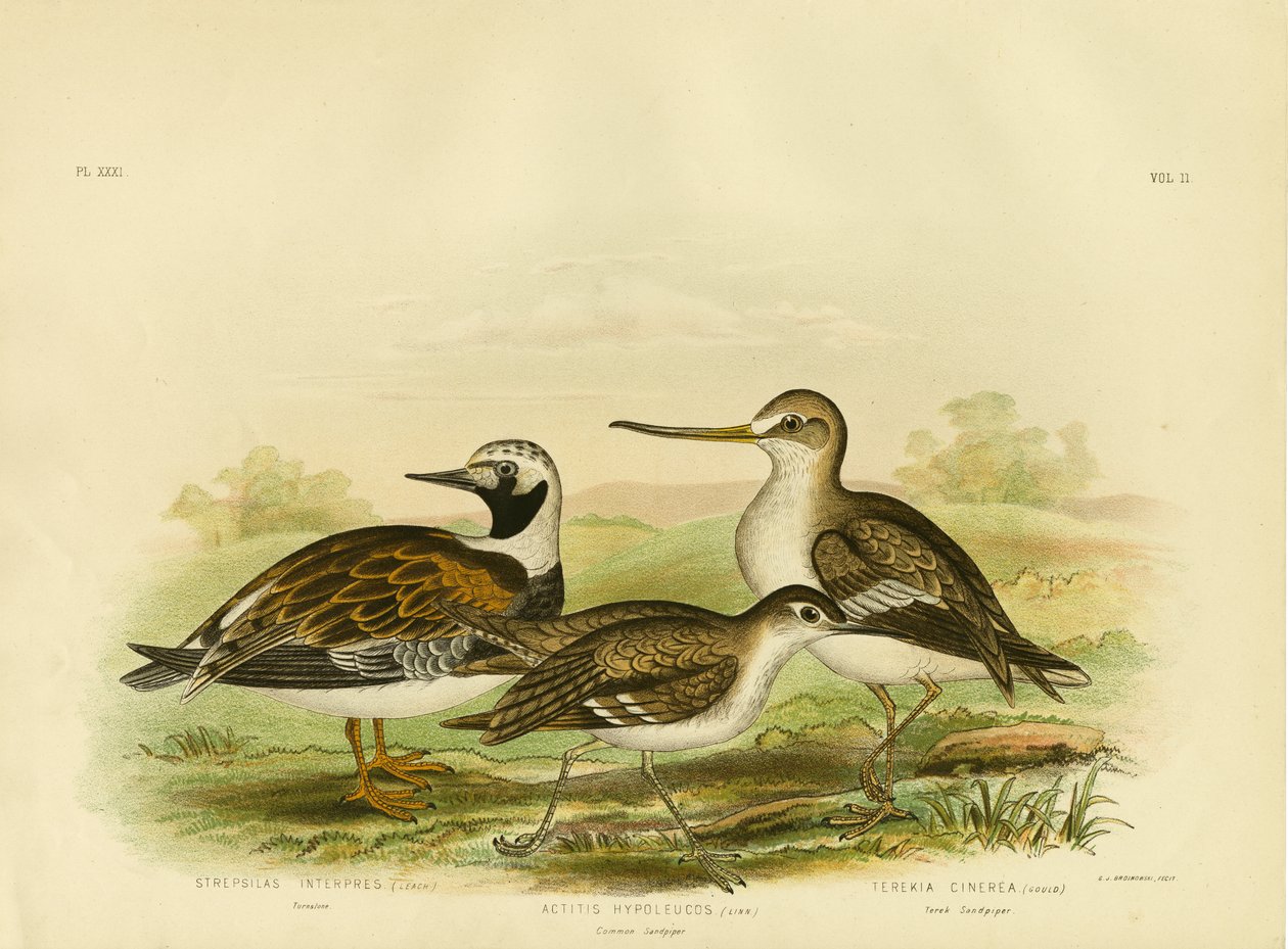 Turnstone, 1891 od Gracius Broinowski