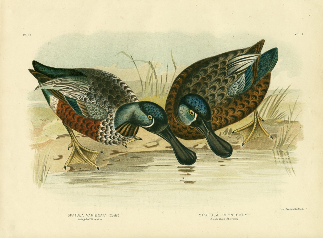 Pestrý lopata, 1891 od Gracius Broinowski