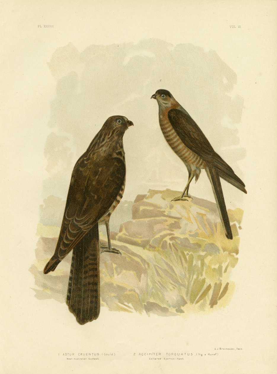 Jestřáb západoaustralský, 1891 od Gracius Broinowski