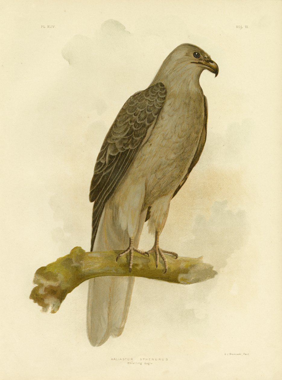 Pískající orel nebo pískající drak, 1891 od Gracius Broinowski