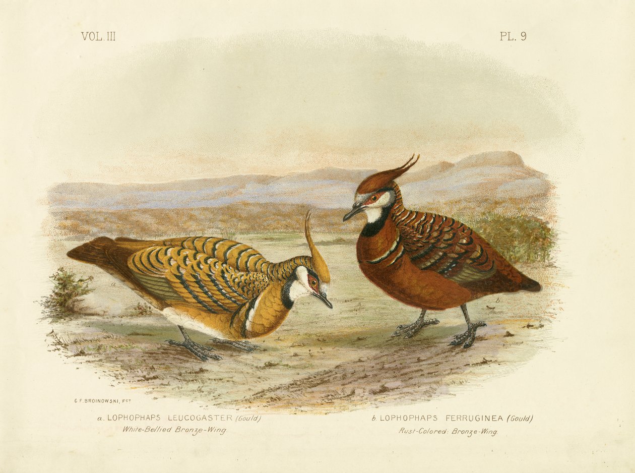 Bělobřichý Bronzewing, 1891 od Gracius Broinowski