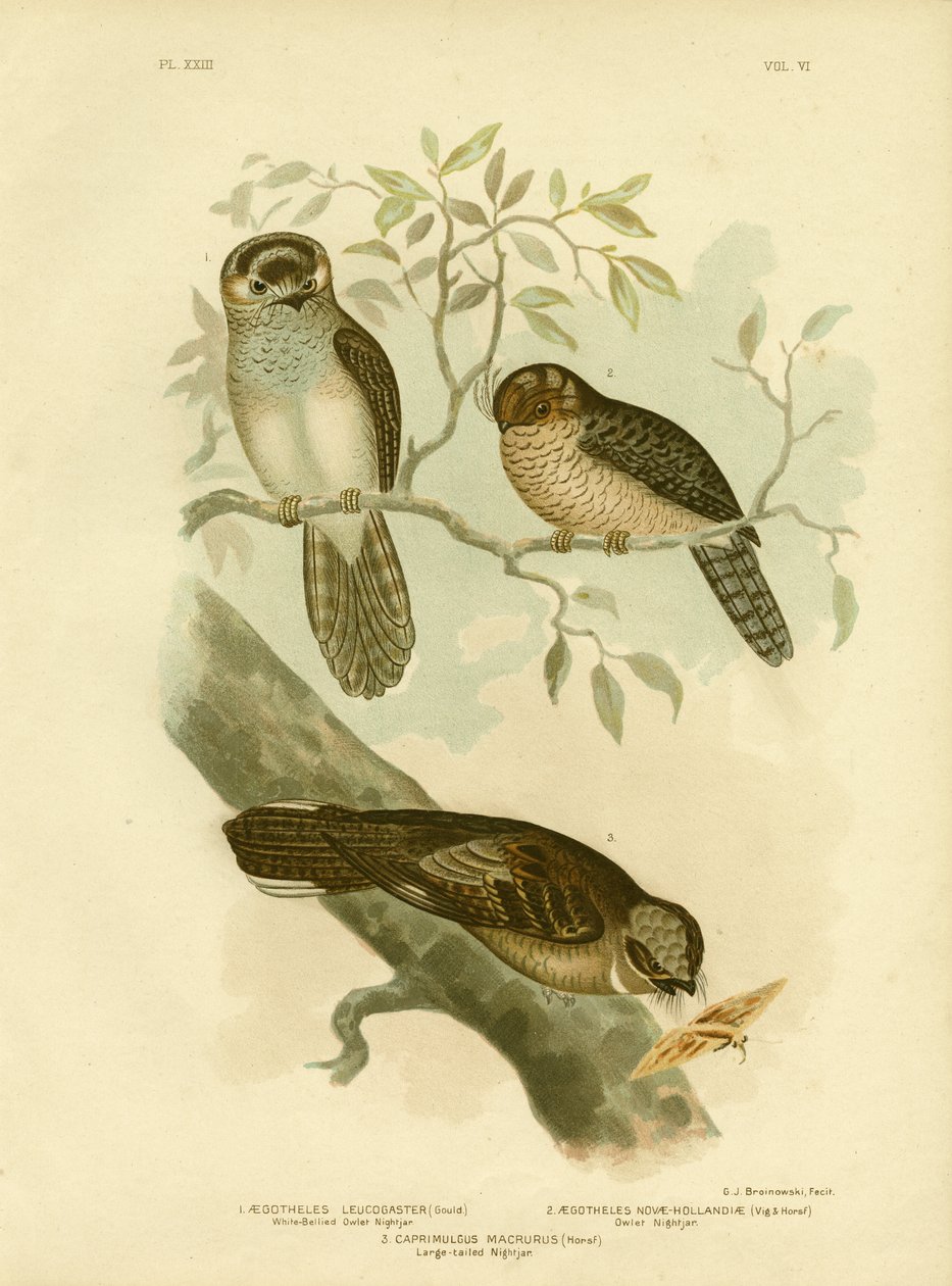 Sýček bělobřichý Nightjar Or Moth Owl, 1891 od Gracius Broinowski