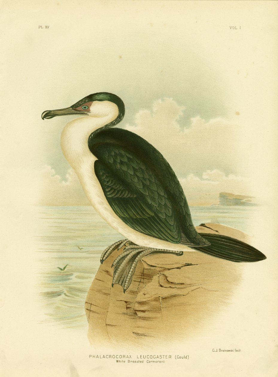 Kormorán běloprsý, 1891 od Gracius Broinowski