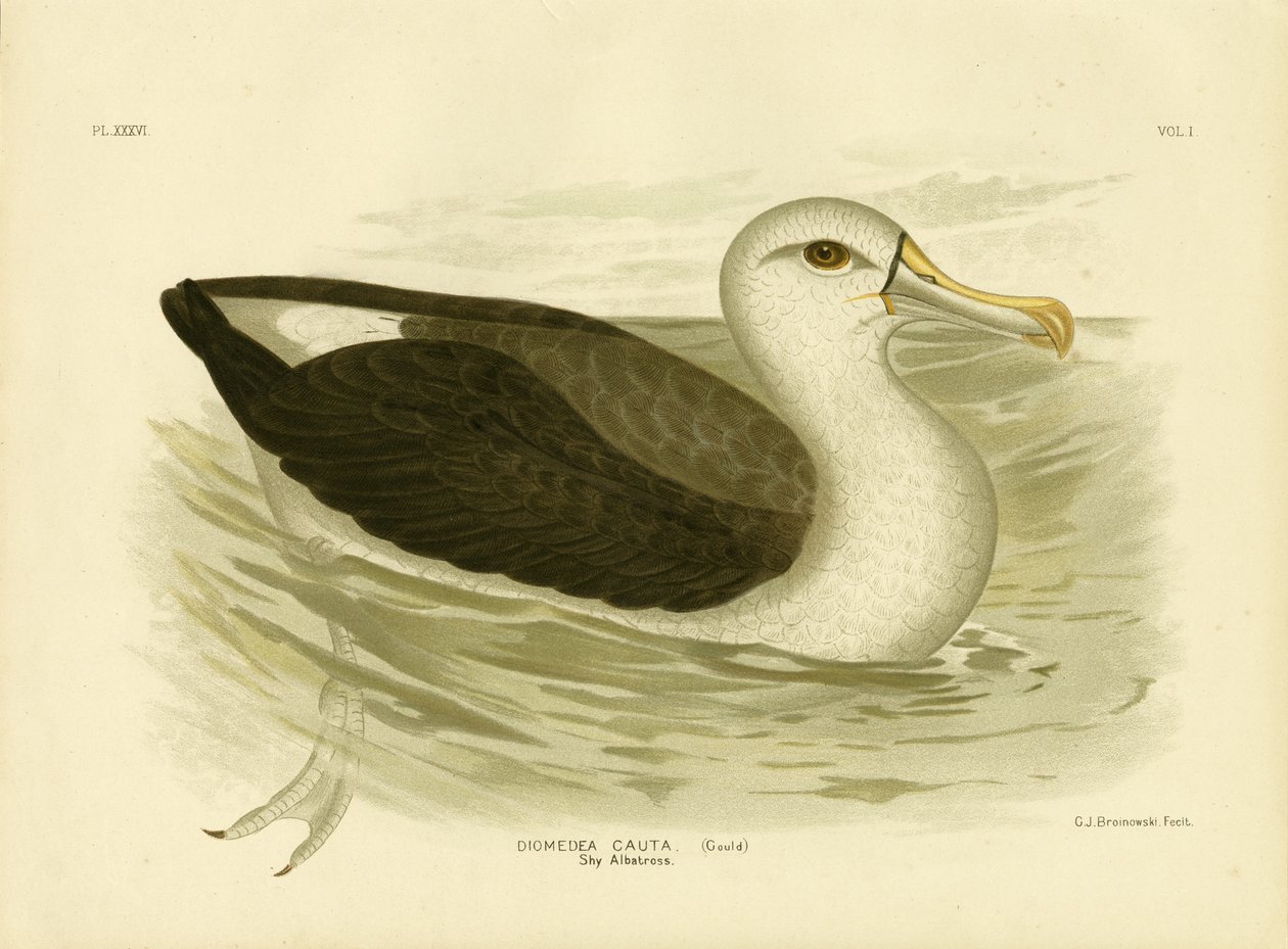 Albatros běločelý, 1891 od Gracius Broinowski