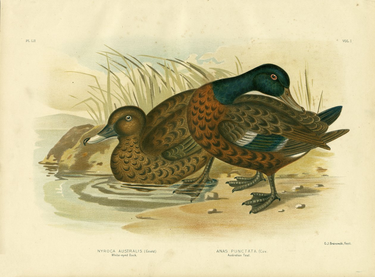 Kachna bělooká, 1891 od Gracius Broinowski