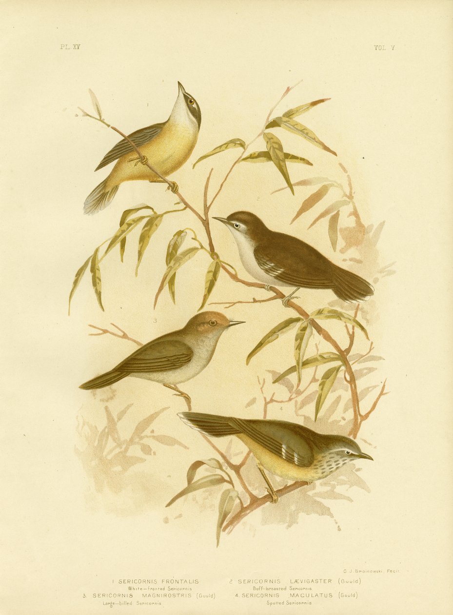 White-Fronted Scrubwren nebo White-Browed Scrubwren, 1891 od Gracius Broinowski