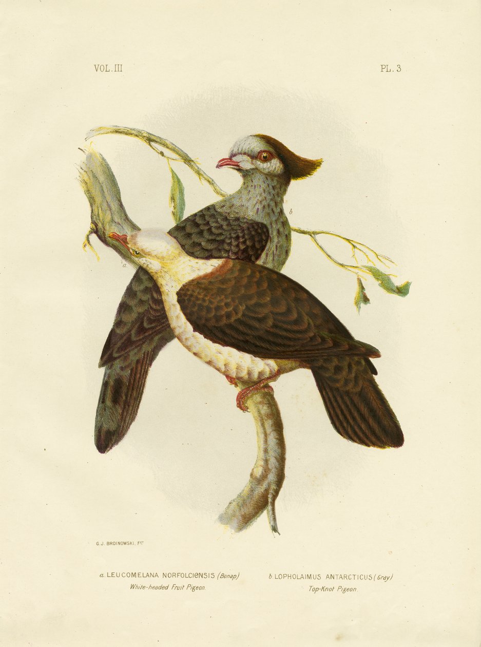 Ovocný holub bělohlavý, 1891 od Gracius Broinowski