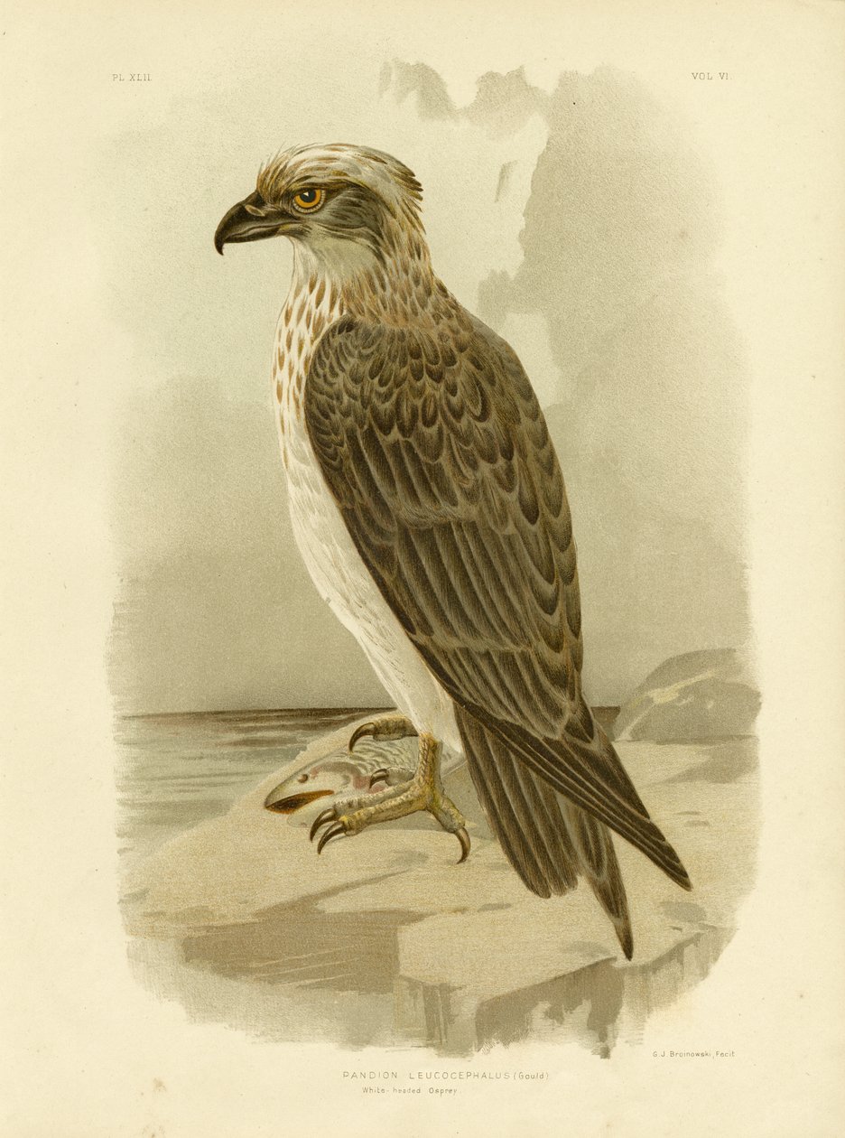 Osprey bělohlavý, 1891 od Gracius Broinowski