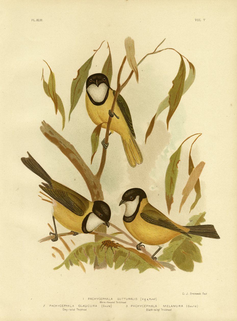 Whistler White-Throated or Golden Whistler, 1891 od Gracius Broinowski