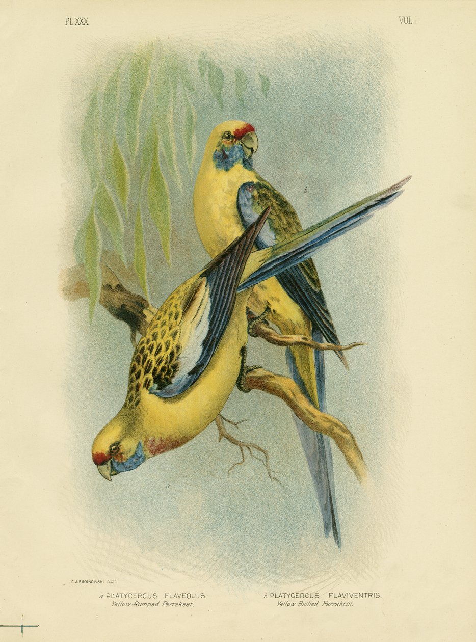 Andulka žlutavá nebo žlutá Rosella, 1891 od Gracius Broinowski