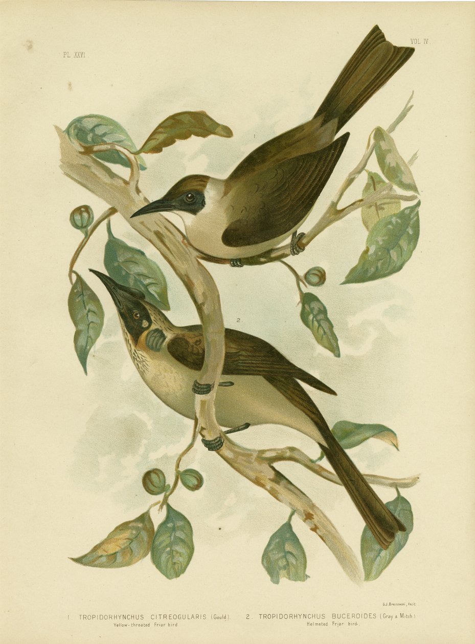 Žlutohrdlý nebo malý mnich, 1891 od Gracius Broinowski