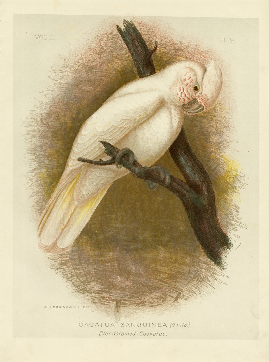 Kakadu krví zbarvený, 1891 od Gracius Broinowski