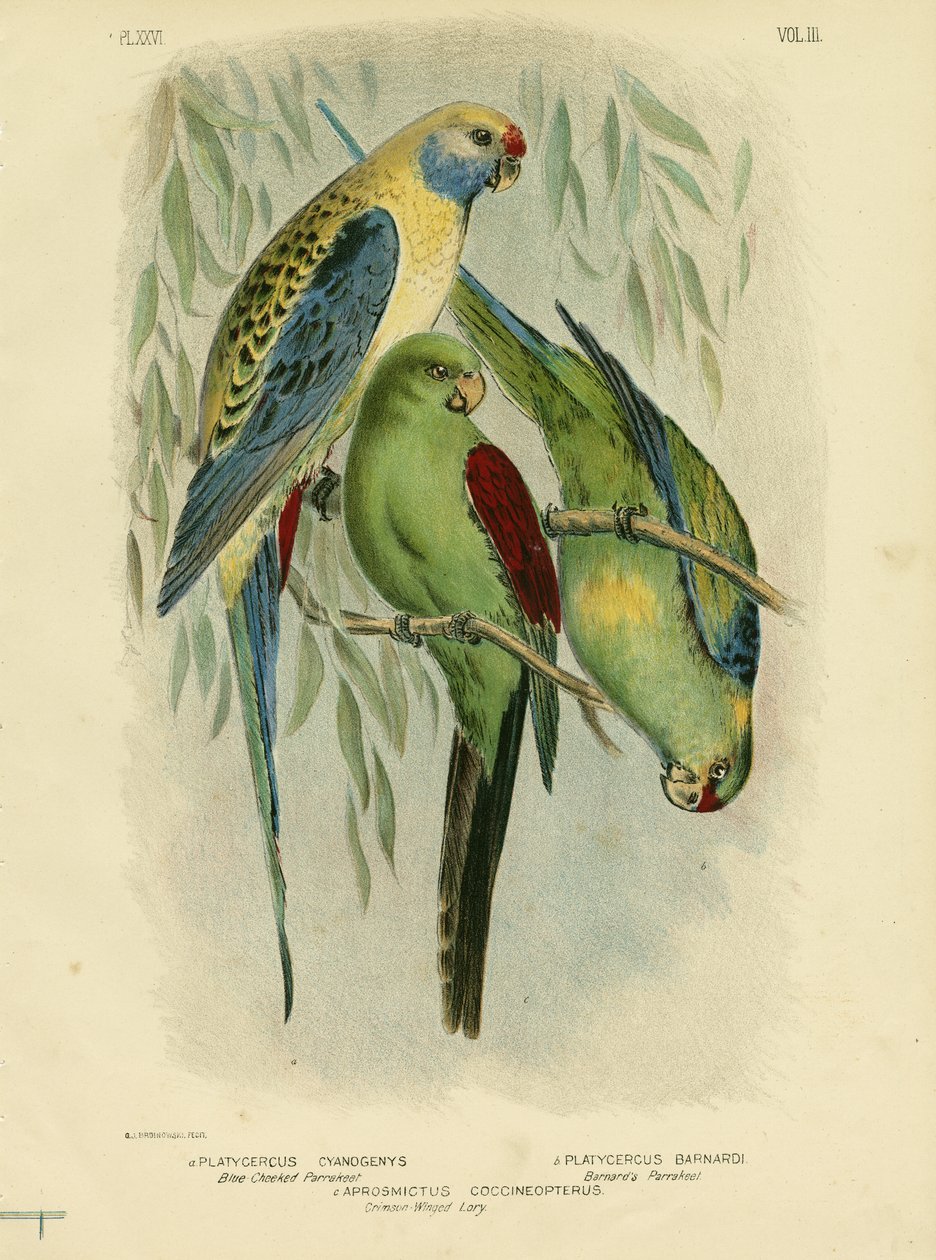 Andulka modročelá, 1891 od Gracius Broinowski
