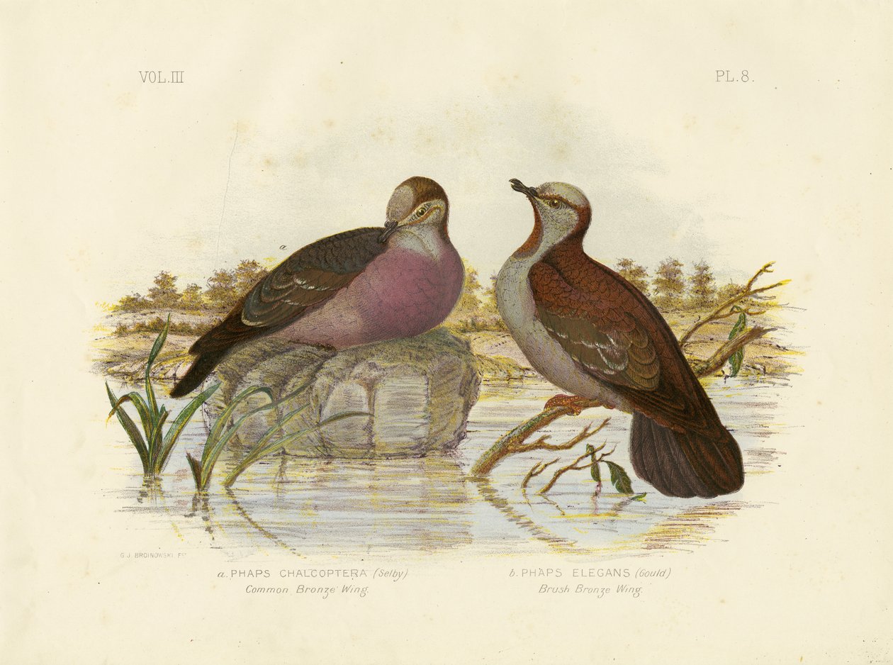 Společné bronzování, 1891 od Gracius Broinowski