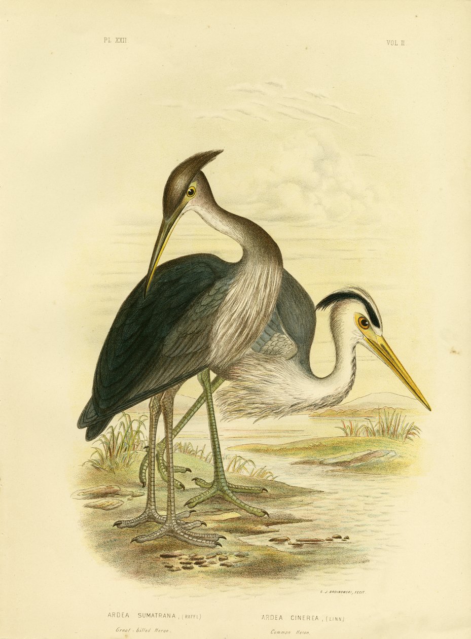 Volavka velkozobá nebo volavka popelavá, 1891 od Gracius Broinowski