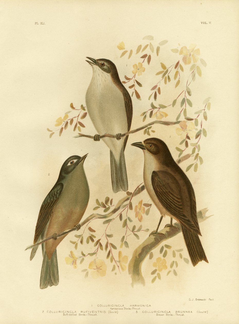 Harmonický ťuhýk nebo drozd šedý, 1891 od Gracius Broinowski
