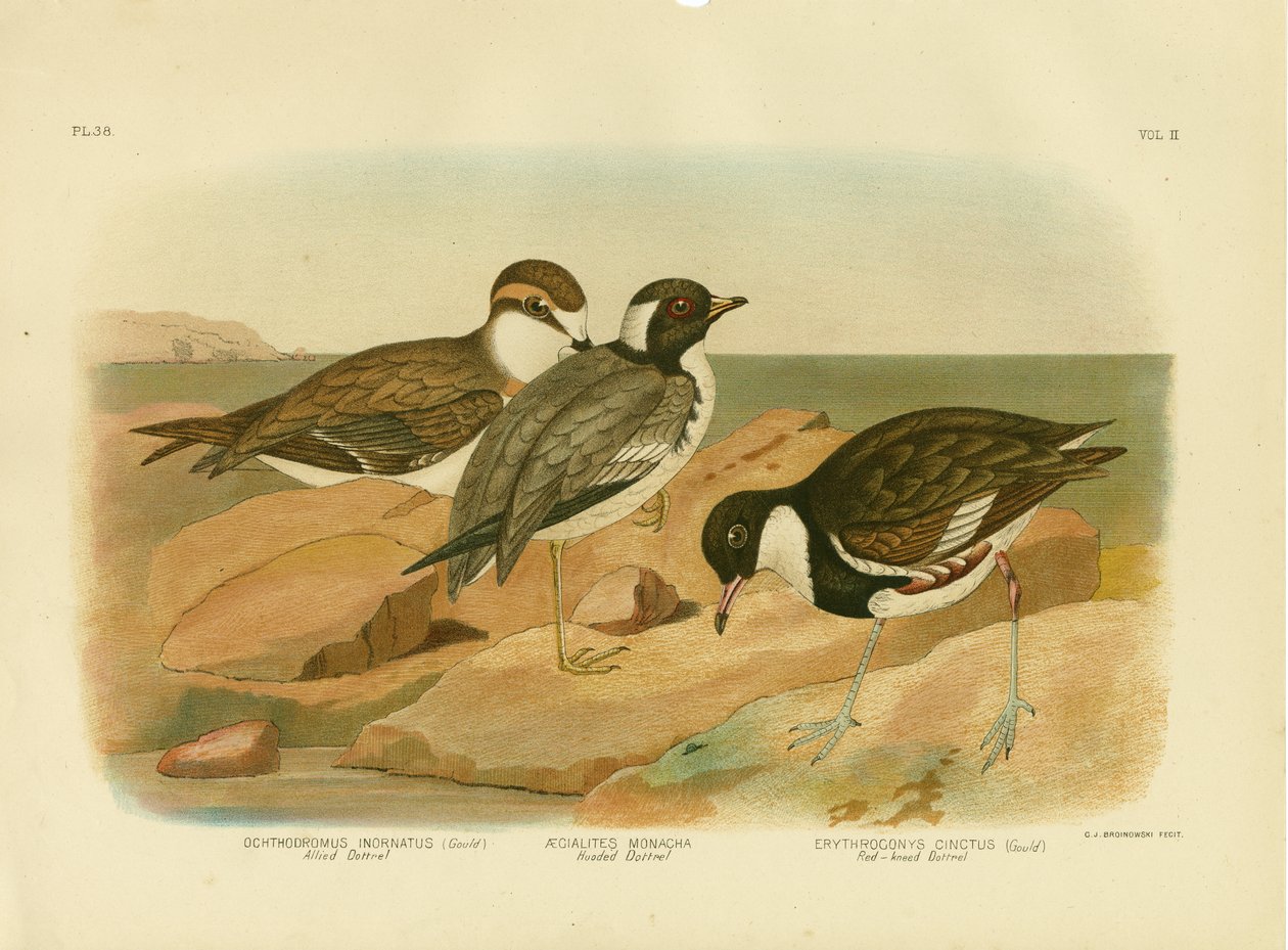 Hooded Dotterel, 1891 od Gracius Broinowski
