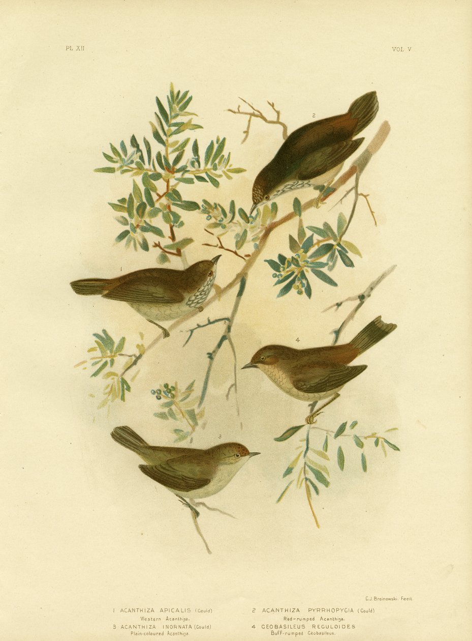 Vnitrozemský trnorep nebo trnorep širokoocasý, 1891 od Gracius Broinowski