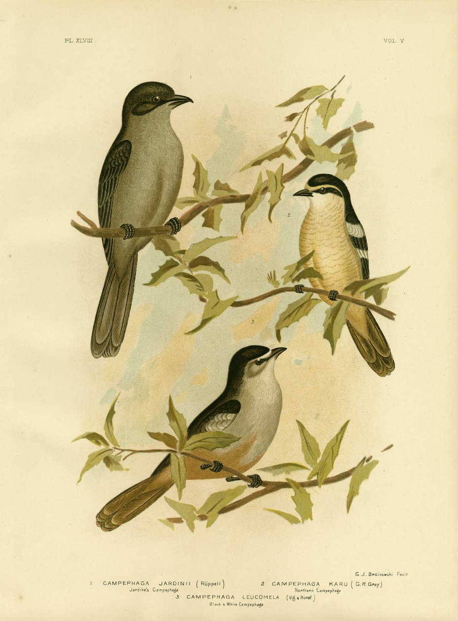 Jardines Campephaga nebo obyčejný cikáda, 1891 od Gracius Broinowski