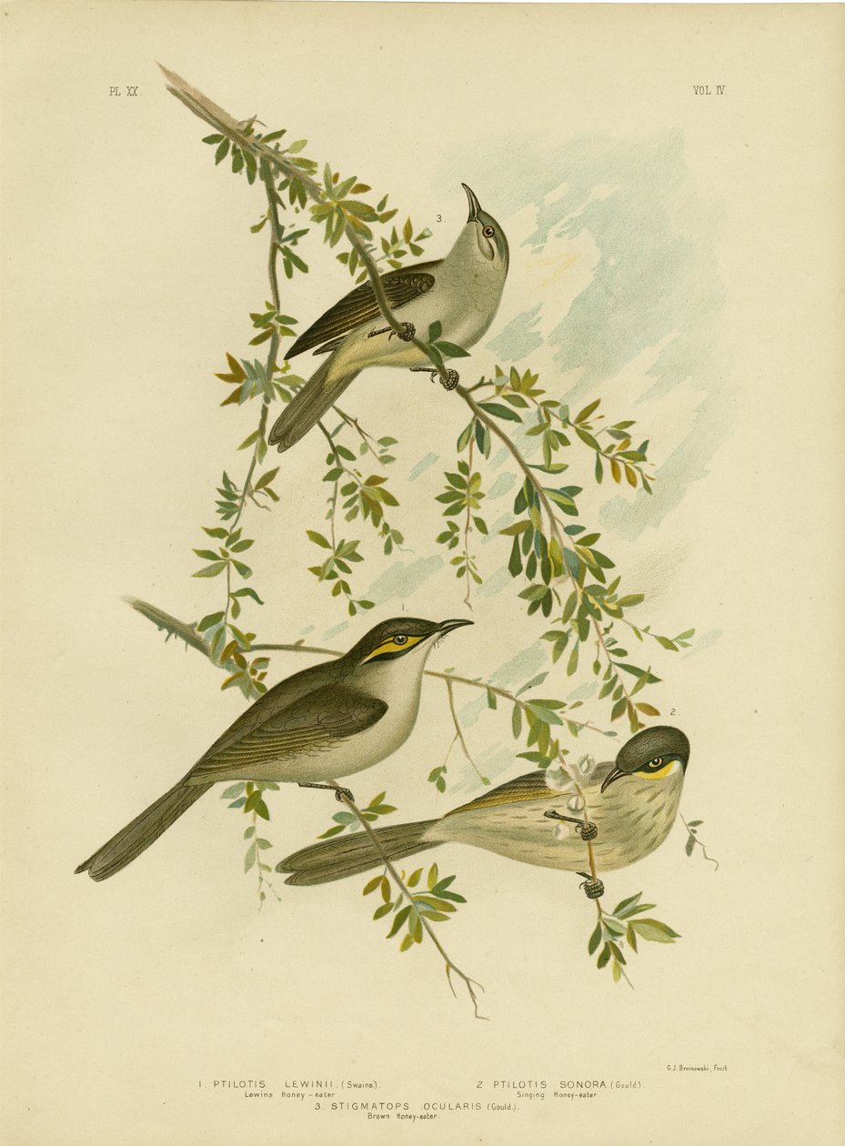 Lewin Honeyeater, 1891 od Gracius Broinowski