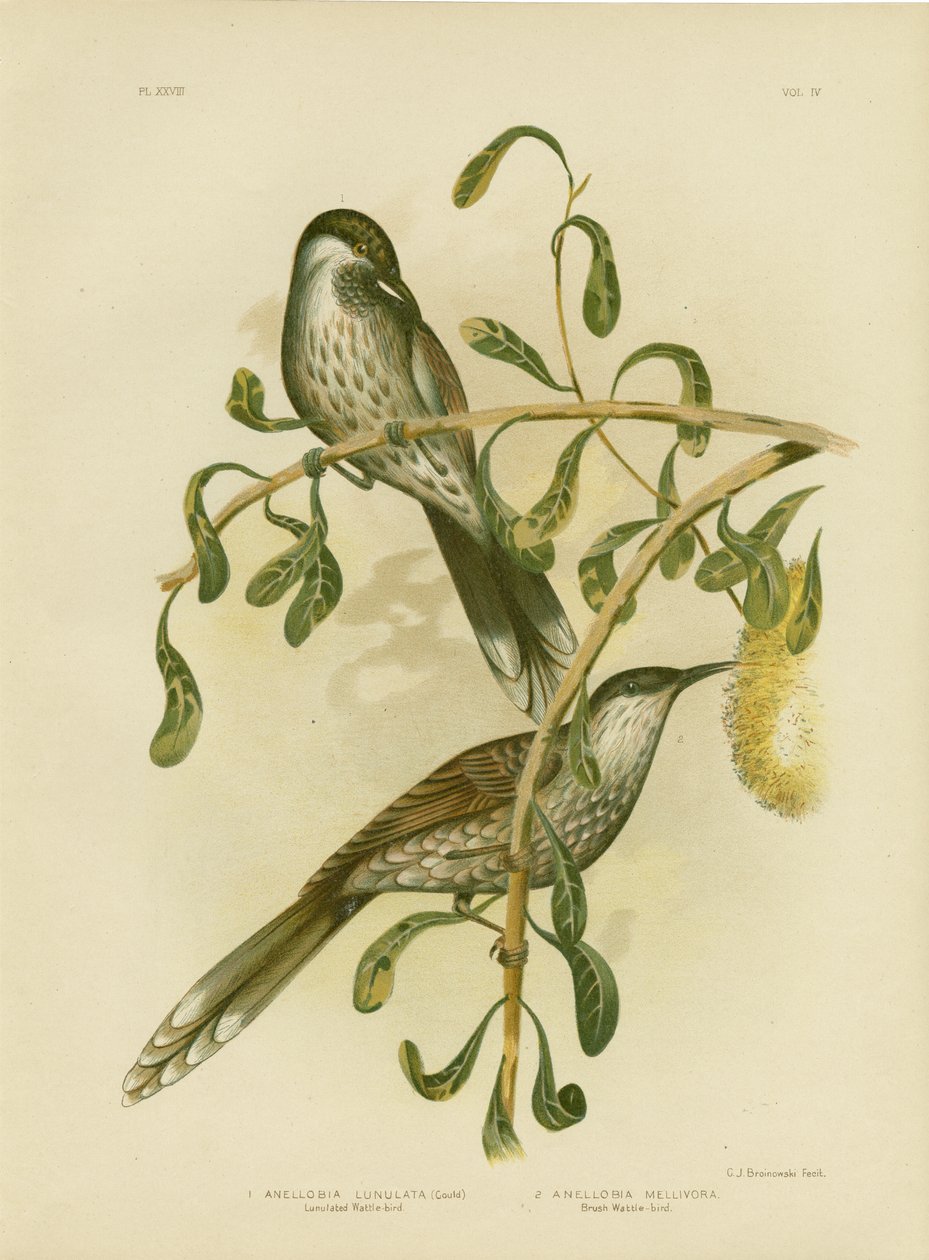 Lumulated Wattlebird nebo Little Wattlebird, 1891 od Gracius Broinowski