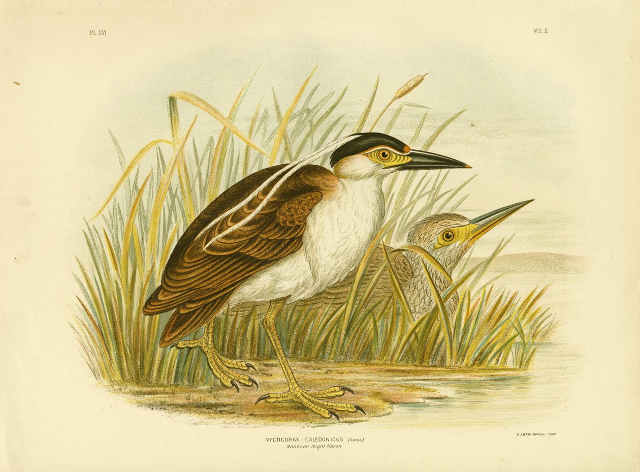 Nankeen Night Heron Nebo Nankeen Night Heron, 1891 od Gracius Broinowski