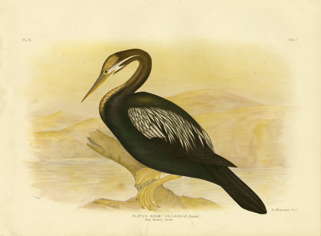 New Holland Darter, 1891 od Gracius Broinowski