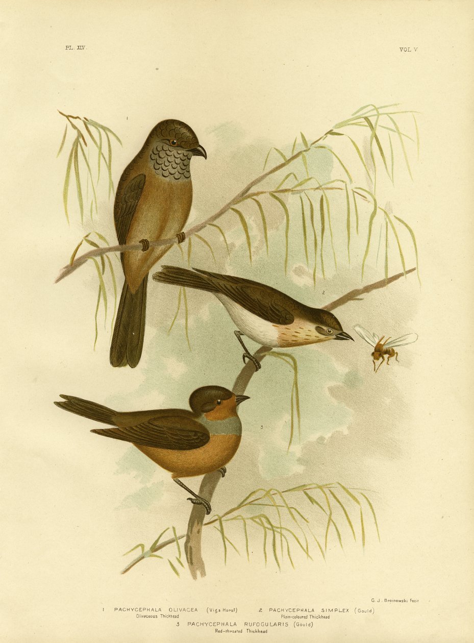 Olivaceous Thickhead Or Olive Whistler, 1891 od Gracius Broinowski