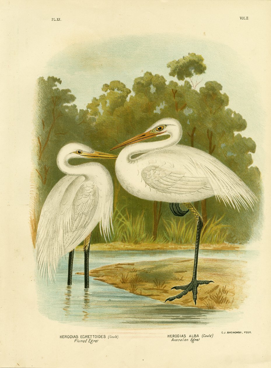 Volavka popelavá nebo volavka meziplanetární, 1891 od Gracius Broinowski