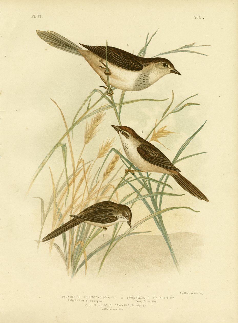 Rufous-Tinted Cincloramphus nebo Rufous Songlark, 1891 od Gracius Broinowski