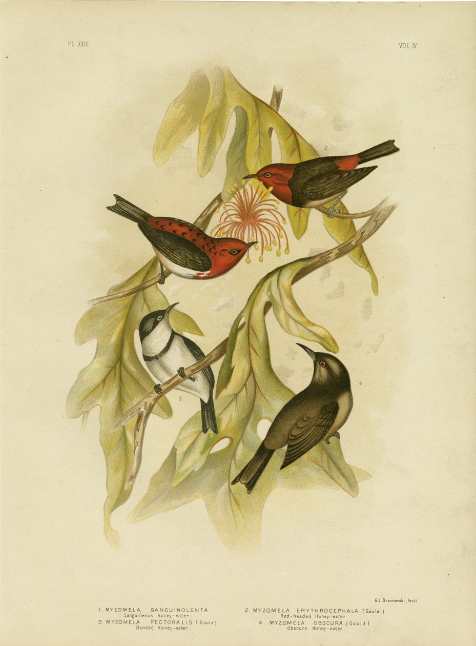 Písečný medojed, 1891 od Gracius Broinowski