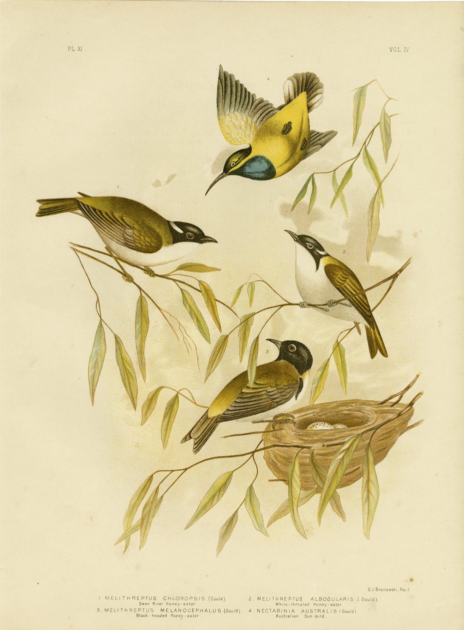 Swan River Honeyeater, 1891 od Gracius Broinowski