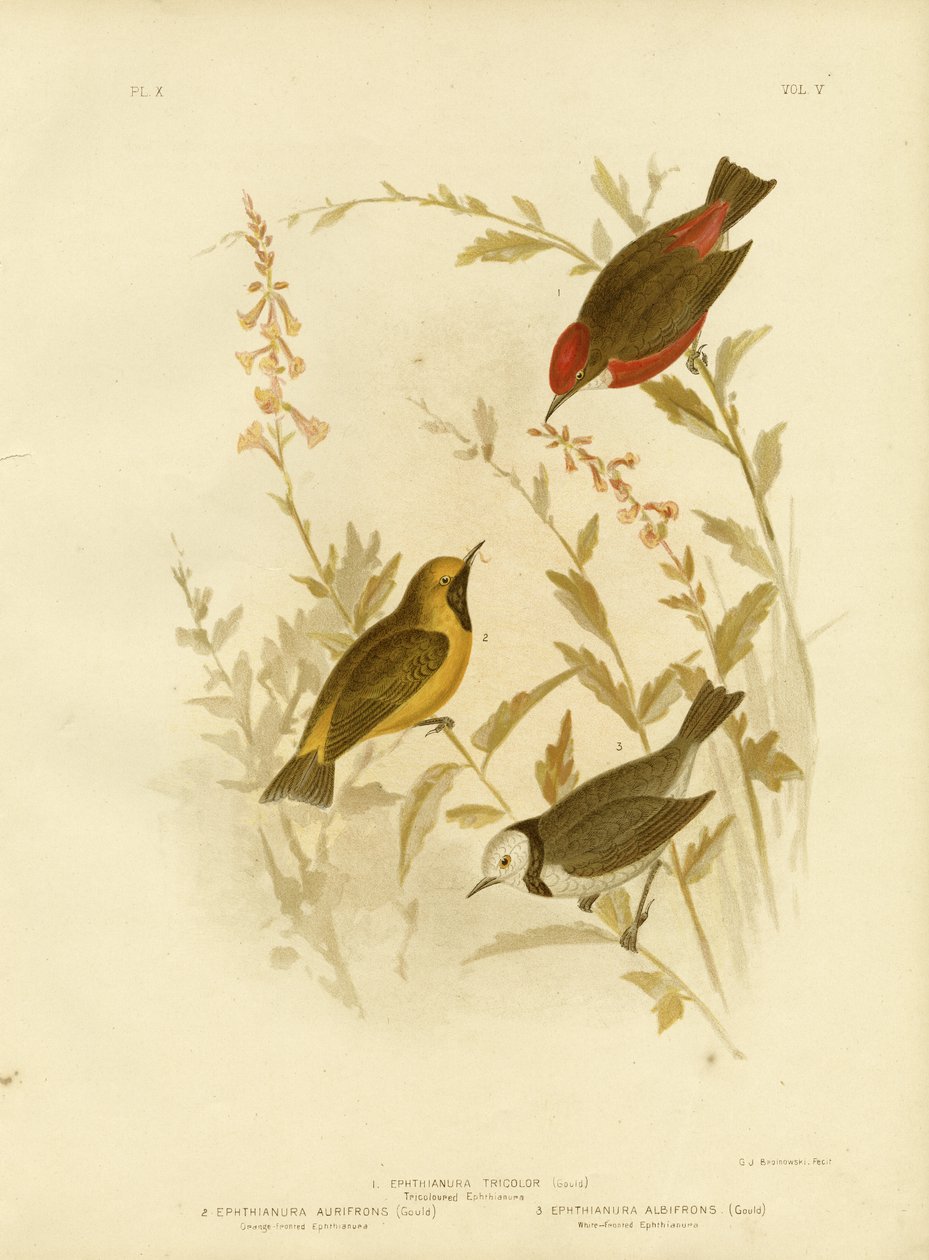 Tricolored Ephthianura, 1891 od Gracius Broinowski
