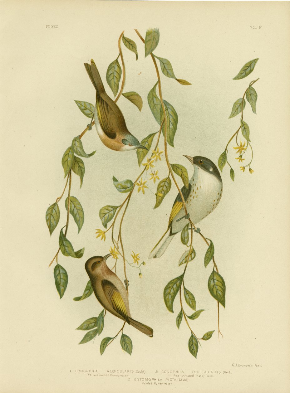 Medojed bělohrdlý, 1891 od Gracius Broinowski