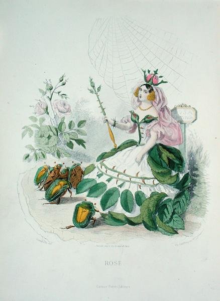 Růže (Rosa Centifolia), královna květin, z „Les Fleurs Animees“, vyryla Charles Geoffroy (1819-82) od Grandville