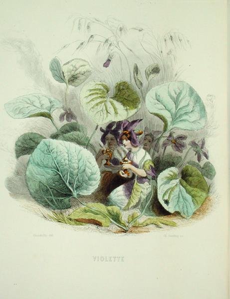 Fialka z knihy "Fleurs Animees", rytina Charles Geoffroy (1819-82) od Grandville