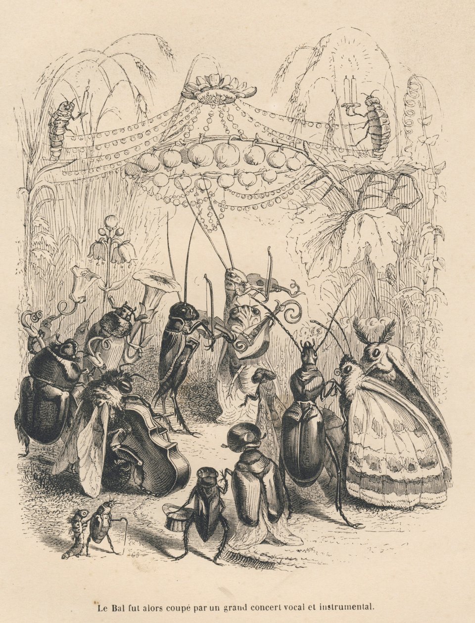 Koncert hmyzu na plese. Miniatury ilustroval JJ Granville. Rytina podepsána Godardem v části nazvané „Příhody motýla“, kterou napsal PJ Stahl ve „Scénách ze soukromého a veřejného života zvířat“. Paris, J. Hetzel a Paulin od Grandville