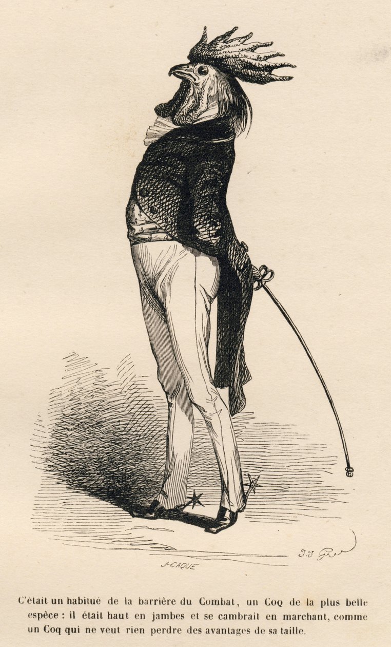 Kohout zvyklý na hrdou obchodní bojovou bariéru. Miniatury ilustroval JJ Granville. Rytina signovaná Caque v části "Příběh zajíce" od PJ Stahla ve "Scénách ze soukromého a veřejného života zvířat". Paris, J. Hetzel a Paulin od Grandville
