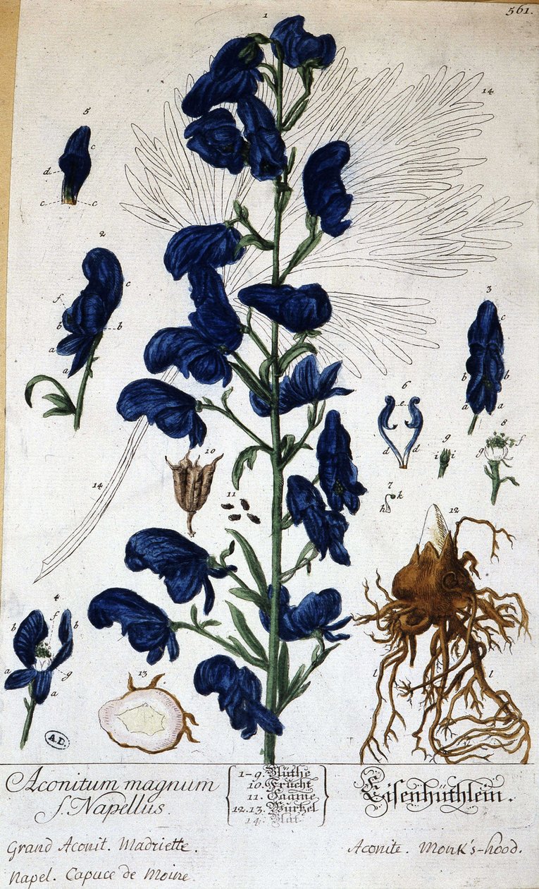 Velký akonit, mnišský capuce (aconitum magnum) – v “” Animated Flowers”” od Grandville, n.d. 19. od Grandville