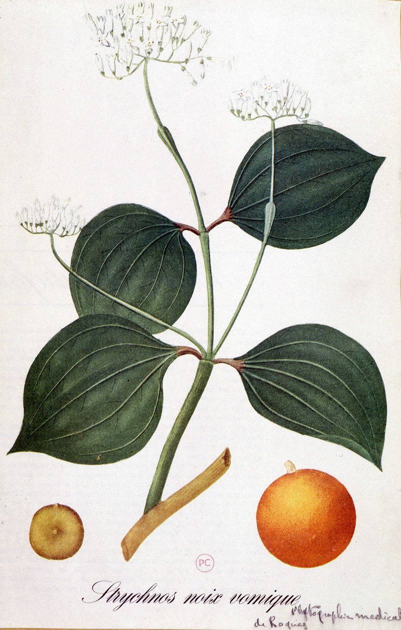 Listy, květy a plody strychnosu (vomic ořech nebo nux vomica) - v “” Animated Flowers”” od Grandville, n.d. 19. od Grandville