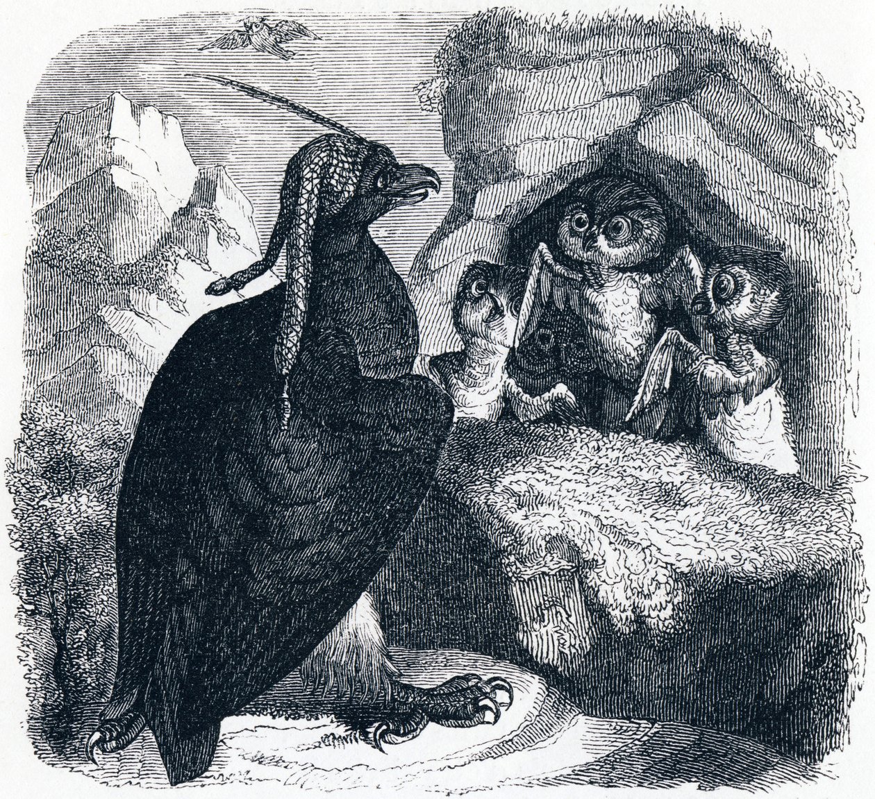 Orel a sova, ilustrace z 
